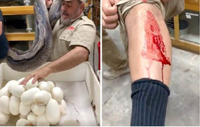 Video: Trăn cái hung dữ cắn nhân viên sở thú, bảo vệ ổ trứng vừa đẻ