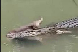 Rợn người cảnh cá sấu ngoặm chặt thi thể người đàn ông khi trồi lên mặt nước