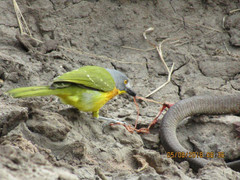 Video: Rắn cực độc bị loài chim nhỏ bé hành hạ đến chết