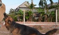 Bé trai 14 tuổi ở Đắk Lắk bị chó cắn thiệt mạng