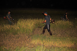 Tránh nắng nóng, nông dân Hà Tĩnh gặt lúa xuyên đêm