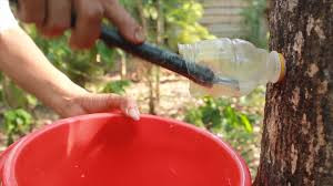 Video: Đục thân cây lấy mủ trôm, vợ chồng ở Gia Lai kiếm tiền triệu mỗi ngày