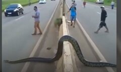 Video: Trăn khủng ngang nhiên bò qua đường khiến nhiều người hoảng sợ