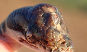 Phát hiện rắn 3 mắt, kỳ dị chưa từng thấy