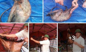 Truy tìm người đàn ông khoe ảnh giết thịt chồn bay quý hiếm trên facebook