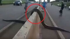 Clip: Trăn khổng lồ Nam Mỹ leo dải phân cách, trườn qua đường
