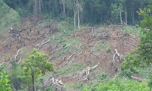 Khởi tố, bắt tạm giam nhiều cán bộ BQL rừng phòng hộ ở Nghệ An