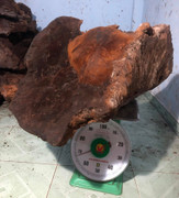 Người dân Quảng Nam sở hữu nấm chò ‘khủng’, trả giá 60 triệu đồng nhưng không bán