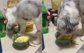 Clip: Phản ứng của mèo khi thấy sầu riêng khiến dân mạng cười té ghế