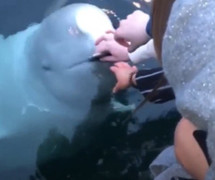 Cá voi trắng nhặt iPhone dưới biển trả người mất gây bão mạng