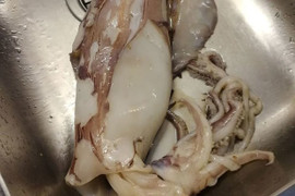 Mổ bụng mực làm bữa trưa, phát hiện cá mập bên trong