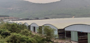 Rà soát dự án nuôi bò nghìn tỷ đồng liên quan đến cha con ông Trần Bắc Hà