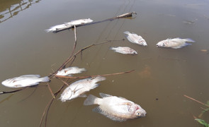 Sông Bàn Thạch nhiễm mặn, cá chết trắng bốc mùi hôi kinh hoàng