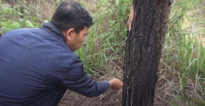 3.400 cây thông 3 lá ở Lâm Đồng bị đầu độc: Thủ tướng chỉ đạo làm rõ