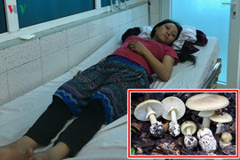 Ăn nấm độc, gia đình 4 người nhập viện cấp cứu