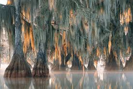 Phát hiện cây 2.624 năm tuổi siêu hiếm trên trái đất