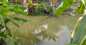 Thi thể 2 người đàn ông dưới con kênh ở Tiền Giang