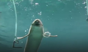 Choáng với cá heo trổ tài thổi bong bóng hình chữ O