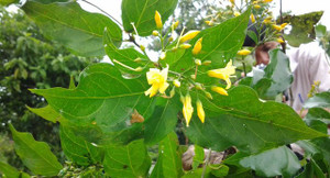 Hái lá ngón nấu canh, 4 người suýt mất mạng