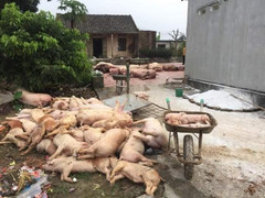 Bộ NN&PTNT khẳng định không giấu thông tin về dịch tả lợn châu Phi