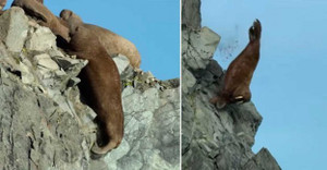 Sự thật rùng mình sau video hàng loạt hải mã gieo mình xuống vách đá chết thảm