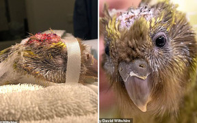 Ca phẫu thuật não cho vẹt đầu tiên trên thế giới