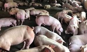 Xuất hiện ổ dịch tả lợn châu Phi đầu tiên ở miền Tây