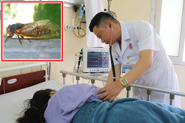 Suýt mất mạng do dùng ve sầu làm mồi nhậu