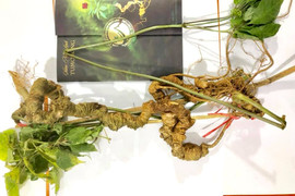 Xuất hiện cặp sâm Ngọc Linh khổng lồ trị giá tiền tỷ ở Việt Nam