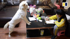 Video: Bố huấn luyện chó cưng giám sát con gái học bài