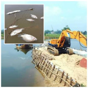 Vì sao cá chết trắng bốc mùi khủng khiếp trên sông Bàn Thạch?