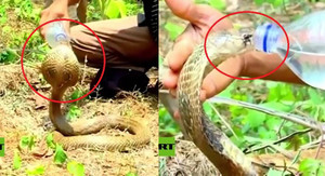 Clip: Kinh ngạc cảnh rắn hổ mang ngoan ngoãn uống nước từ tay người