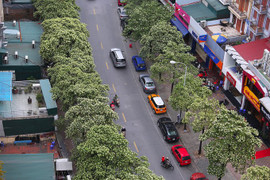 Dị thường hoa sữa nở giữa mùa hè Hà Nội