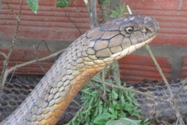 Thợ săn đối mặt rắn khổng lồ và những chuyện kinh dị về loài bò sát bí ẩn ở núi Cấm