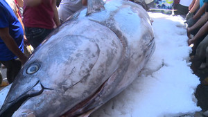 Ngư dân Phú Yên bắt được cá ngừ vây xanh khổng lồ nặng hơn 350kg, giá hàng tỷ đồng