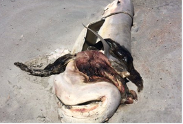 Phẫn nộ cá mập bị moi ruột, lấy hàm, nằm phơi xác giữa bãi biển