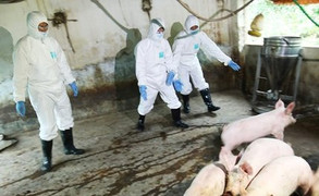 Quảng Nam lần đầu bùng phát dịch tả lợn Châu Phi