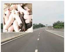 Được kiểm soát gắt gao, tại sao dịch tả lợn châu Phi vẫn bùng phát ở Quảng Nam?