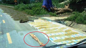 Thực hư hình ảnh nông dân phơi lúa kèm rải chông đinh trên đường ở Nghệ An