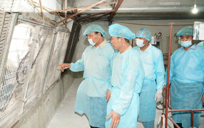 Thủ tướng: Phòng, chống dịch tả lợn châu Phi như chống giặc