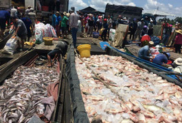 Gần 1000 tấn cá chết trắng sông La Ngà ở Đồng Nai