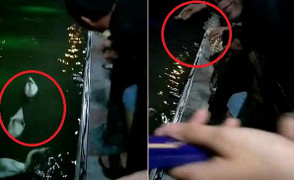 Clip: Người phụ nữ cho thiên nga ở Hải Phòng ăn vô tội vạ khiến dân mạng bức xúc