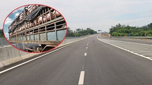 Được kiểm soát gắt gao, dịch tả lợn châu Phi vẫn bùng phát: Chủ tịch Quảng Nam chỉ đạo ‘nóng’