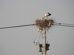 Tách đường dây cao thế chỉ vì 1 tổ cò, điện lực Nhật Bản gây sốt