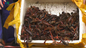 Chốt chặn cửa khẩu, ngăn tôm hùm đất vào Việt Nam