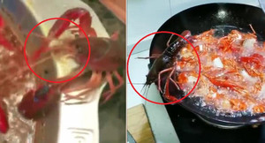 Clip: Tôm hùm đất có sức sống mãnh liệt đáng sợ thế nào?