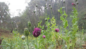 Lai Châu phá nhổ gần 7.000 m2 cây thuốc phiện