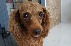 Gã đàn ông trộm chó tặng người yêu để thể hiện tình cảm