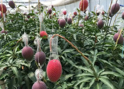 Xoài đỏ Nhật Bản giá 5.000 USD/cặp được trồng ra sao?