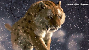 Video: Con người sẽ ra sao nếu hổ răng kiếm chưa tuyệt chủng?